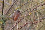 20211112_Provencaalse Grasmus_Hondsbosche Zeewering_05